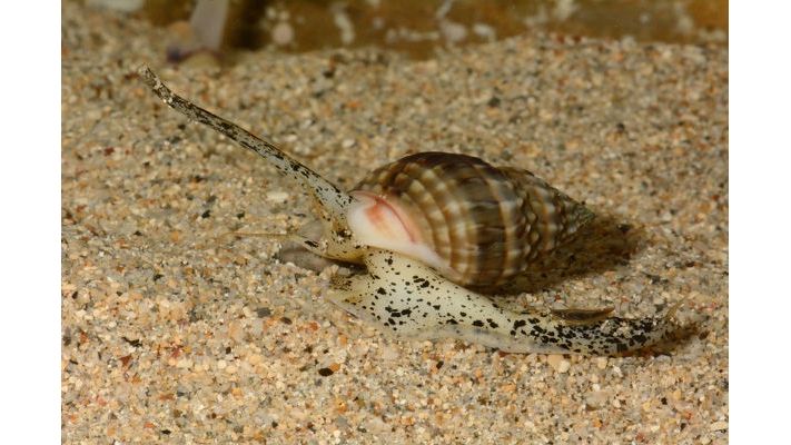 Nassarius distortus - Halsband Sandschnecke