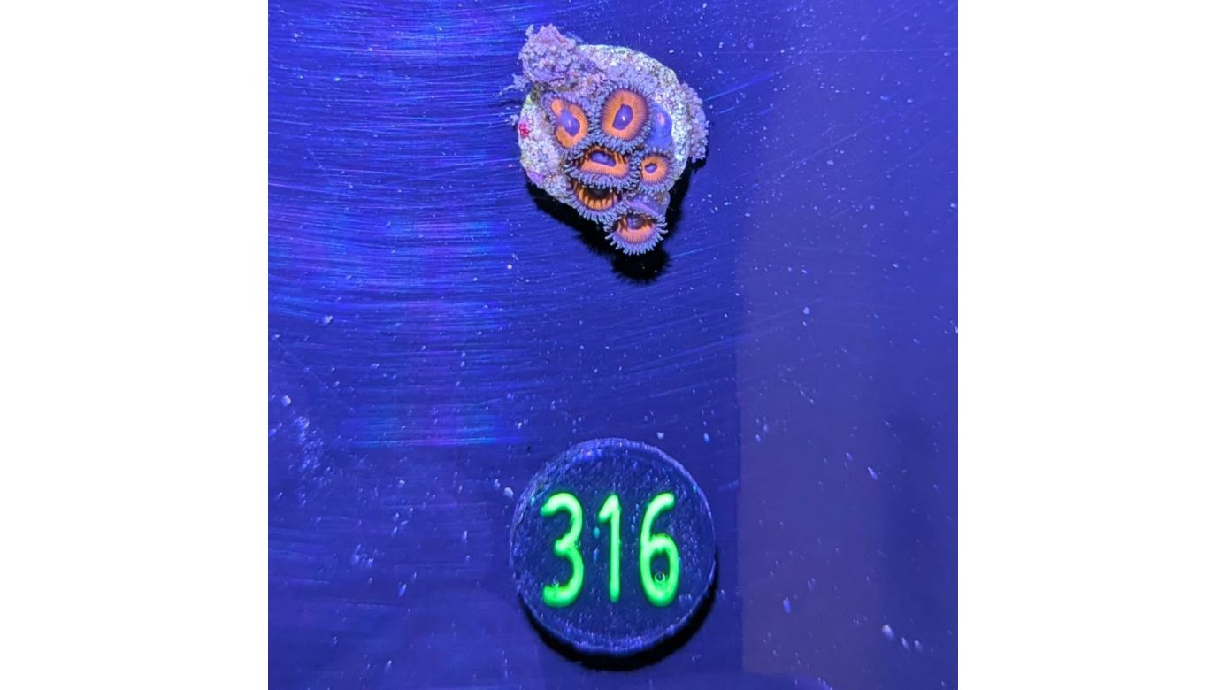 Zoanthus sp. - Krustenanemone Deutsche Nachzucht 0316