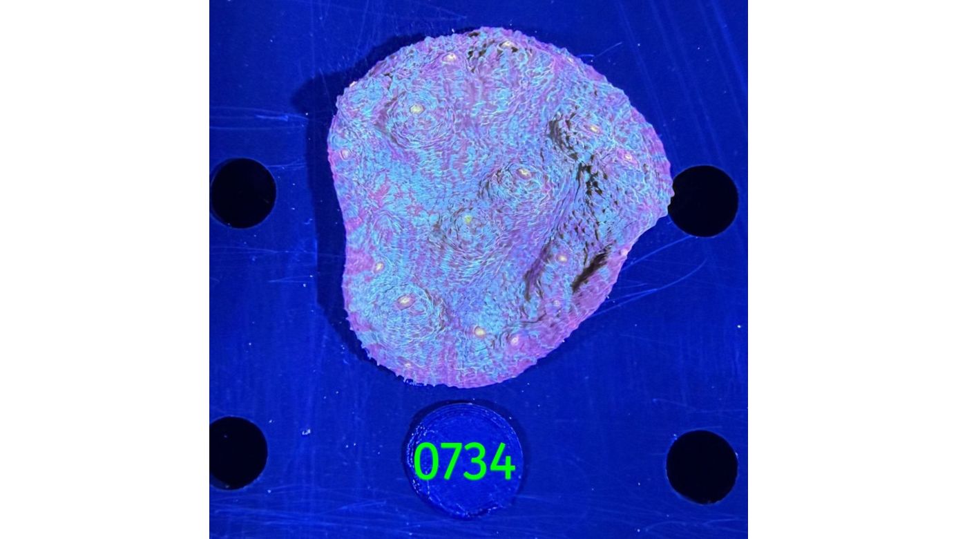 Echinophyllia/Chalice WYSIWYG 0734