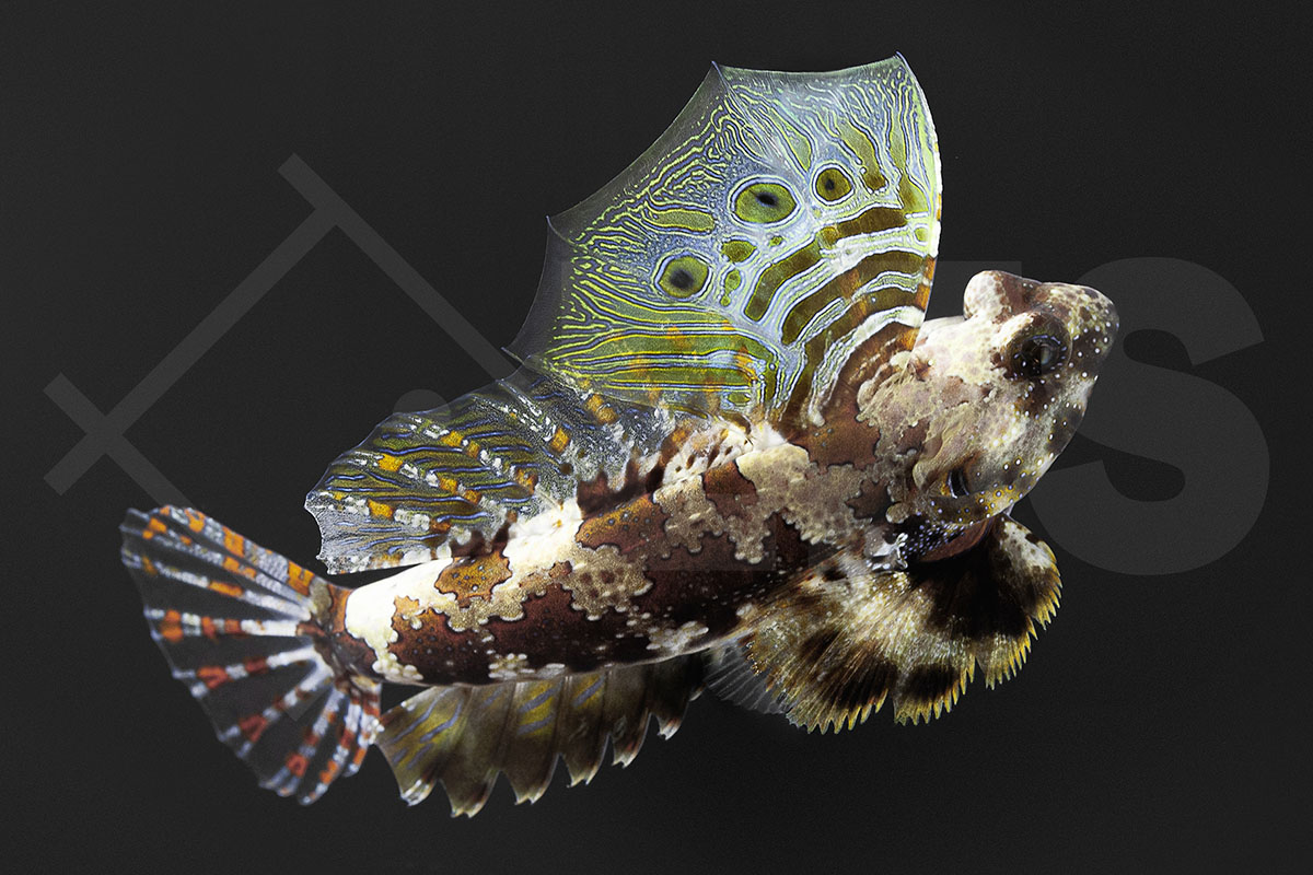 Synchiropus ocellatus - Augenfleck Madarinfisch