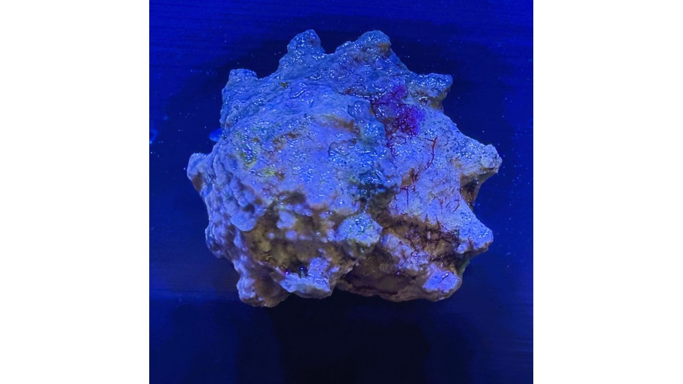 AKTION: Astralium calcar - Sternschnecke