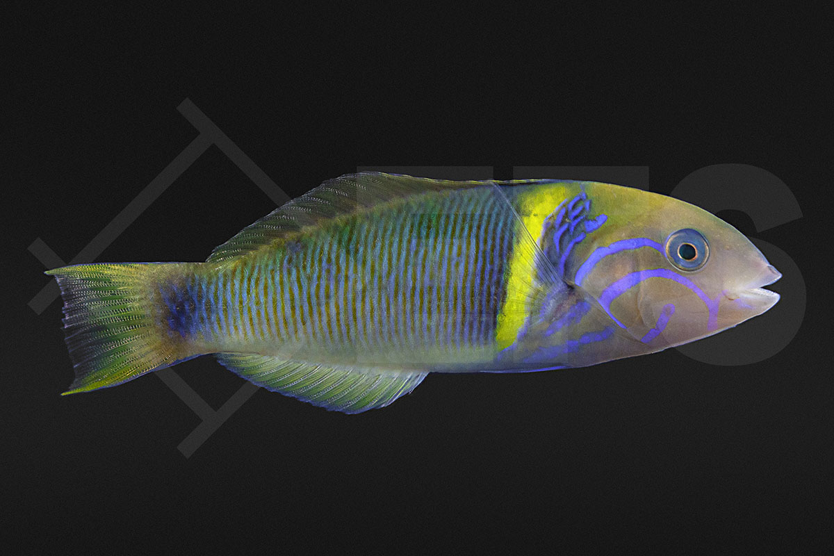 Thalassoma hebraicum - Goldband Lippfisch