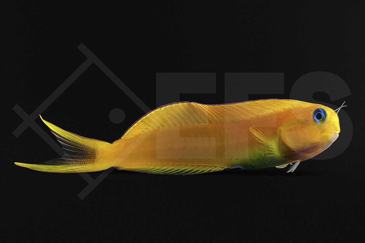 Ecsenius midas - Gold-Schleimfisch