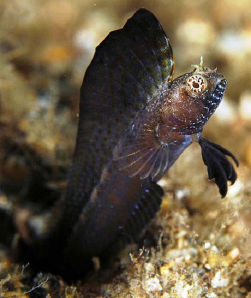 Emblemaria Pandionis - Segelflossen-Blenny