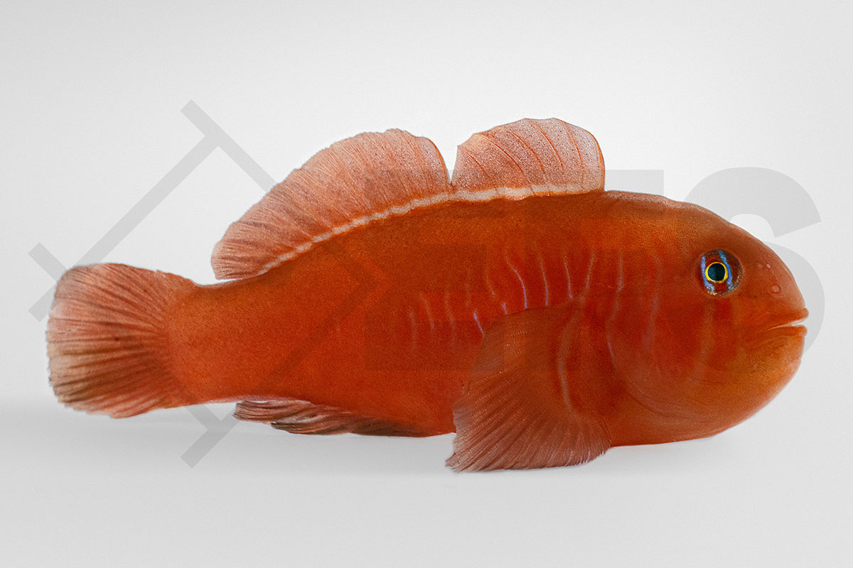 Gobiodon rivulatus - Rote Korallengrundel