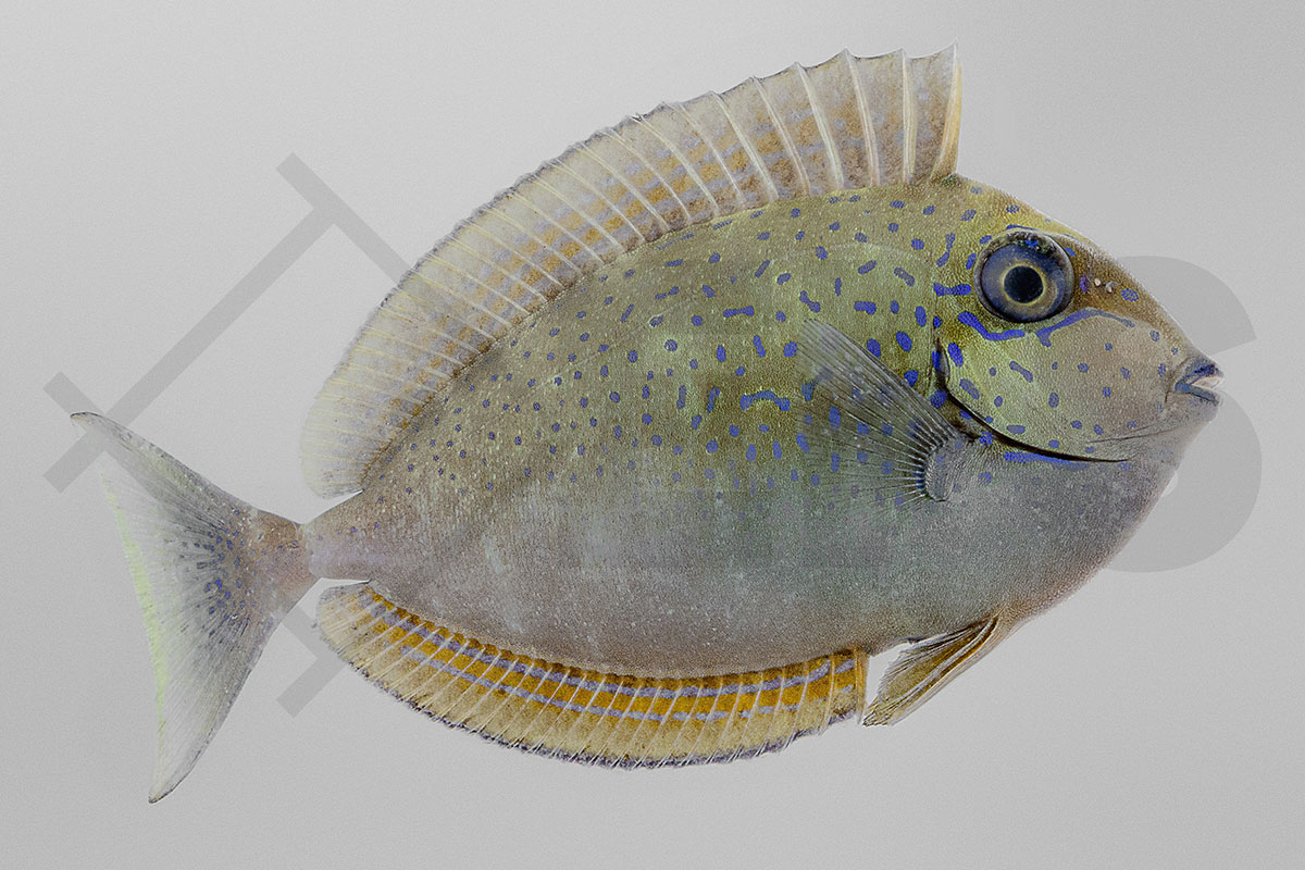 Naso vlamingii - Masken Nasendoktorfisch