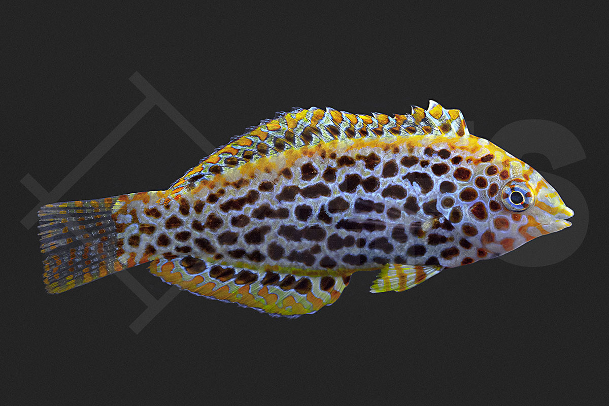 Macropharyngodon meleagris - Leoparden Junker