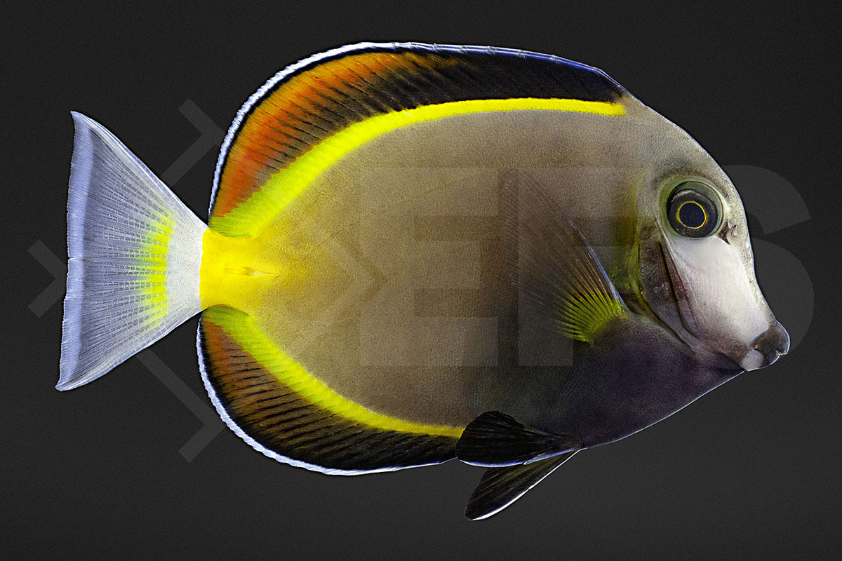 Acanthurus japonicus - Philippinen Doktorfisch