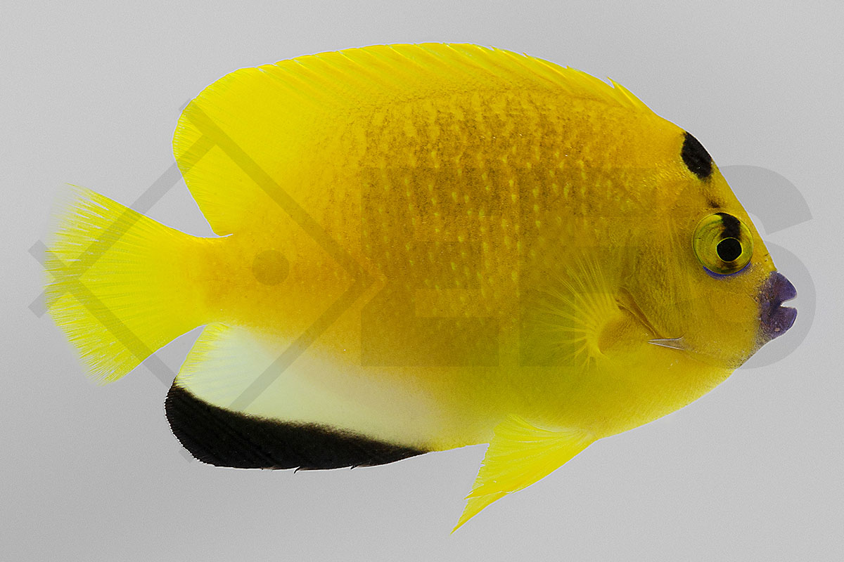 Apolemichthys trimaculatus - Dreipunkt-Kaiserfisch