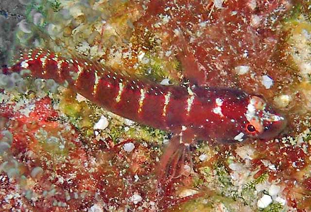 Starksia hassi - Beschuppter Schleimfisch