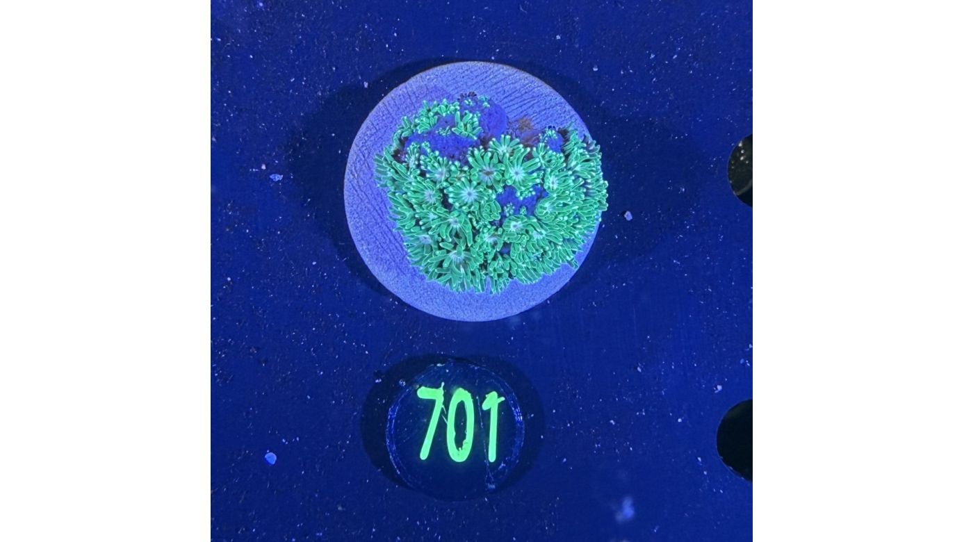 Alveopora sp. WYSIWYG 0701