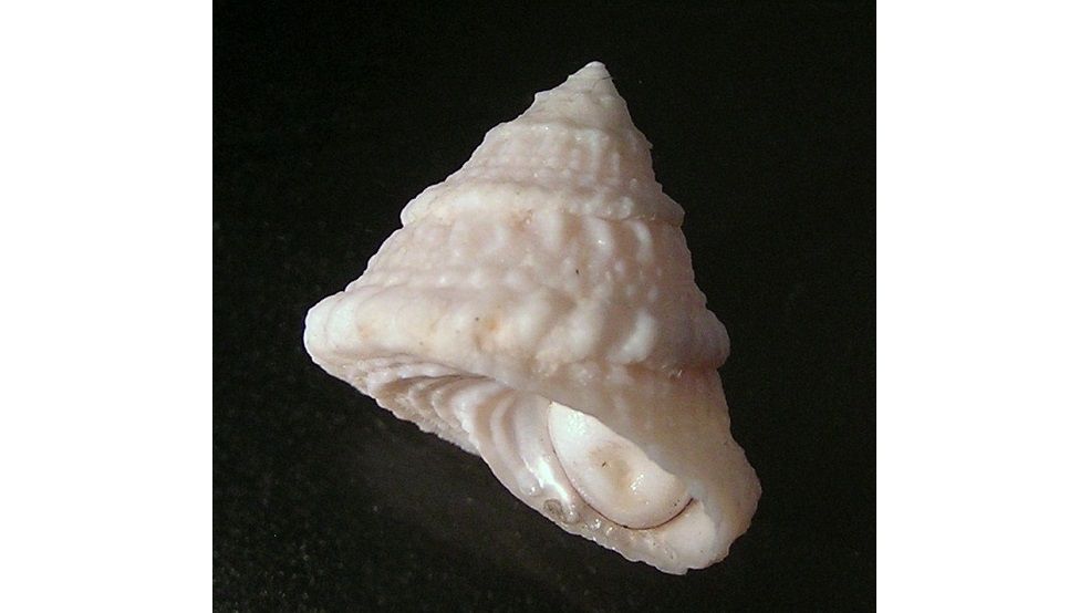 Lithopoma americanum - Karibische Algenschnecke