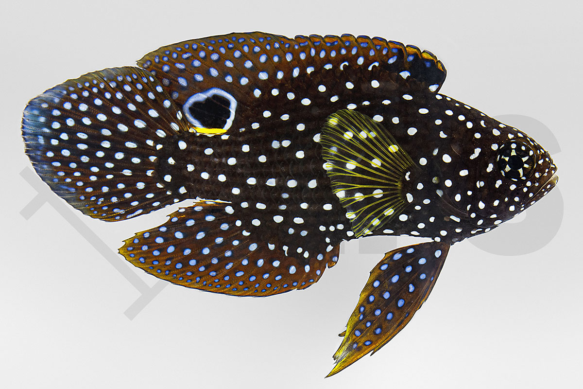 Calloplesiops altivelis - Echter Mirakelbarsch