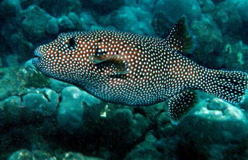 Arothron meleagris - Perlhuhn-Kugelfisch