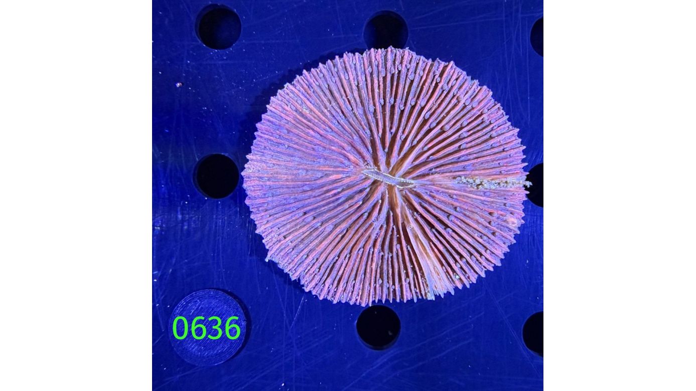 Fungia sp. WYSIWYG 0636