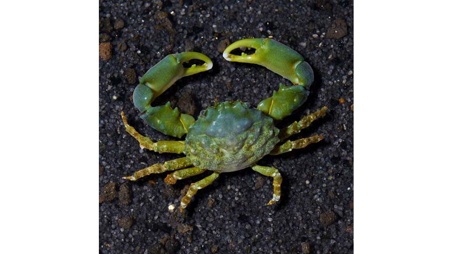 Mithraculus sculptus - Grüne Spinnenkrabbe