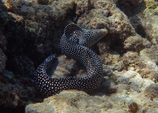 Gymnothorax meleagris - Perlenmuräne