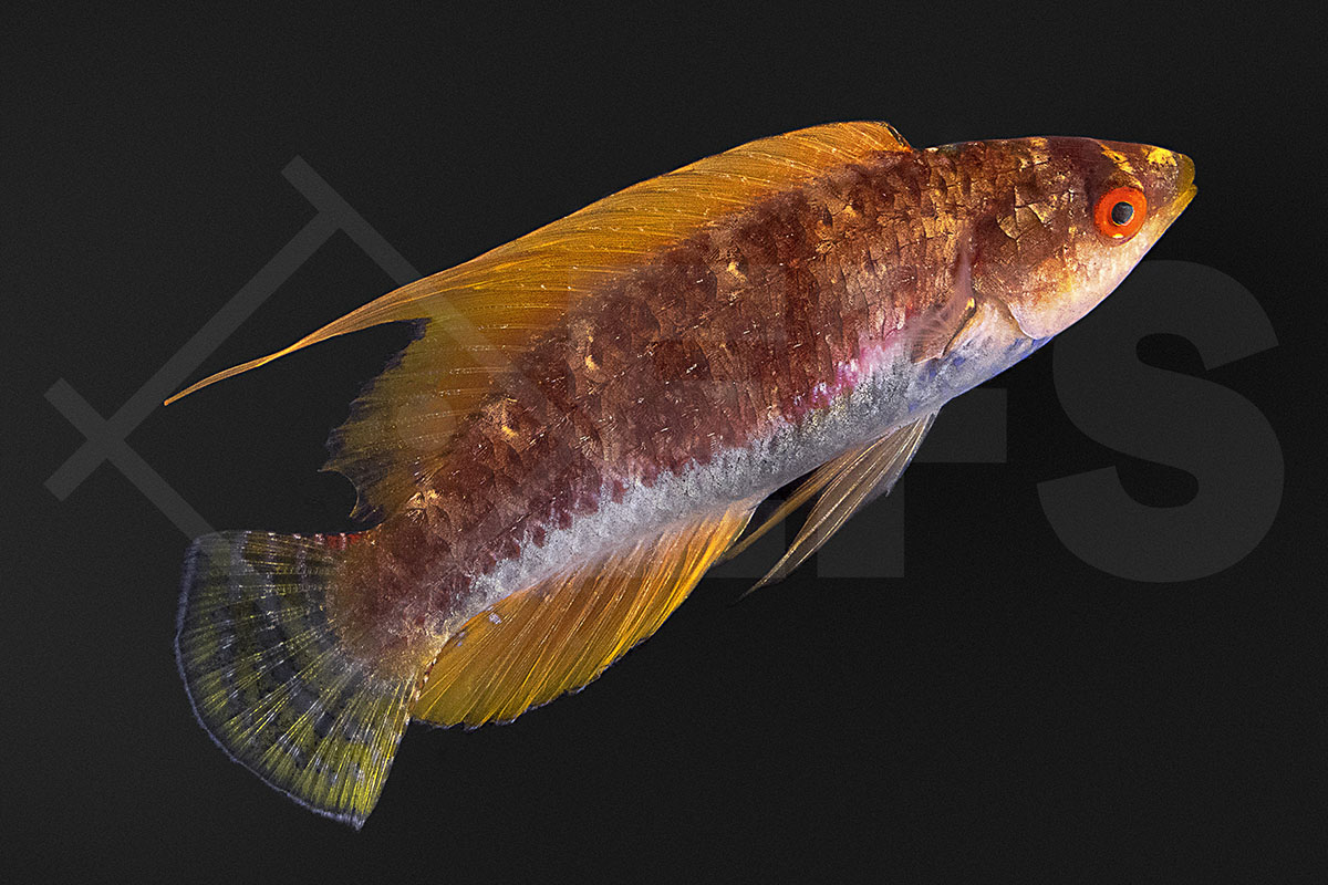 Paracheilinus filamentosus - Fahnen Zwerglippfisch