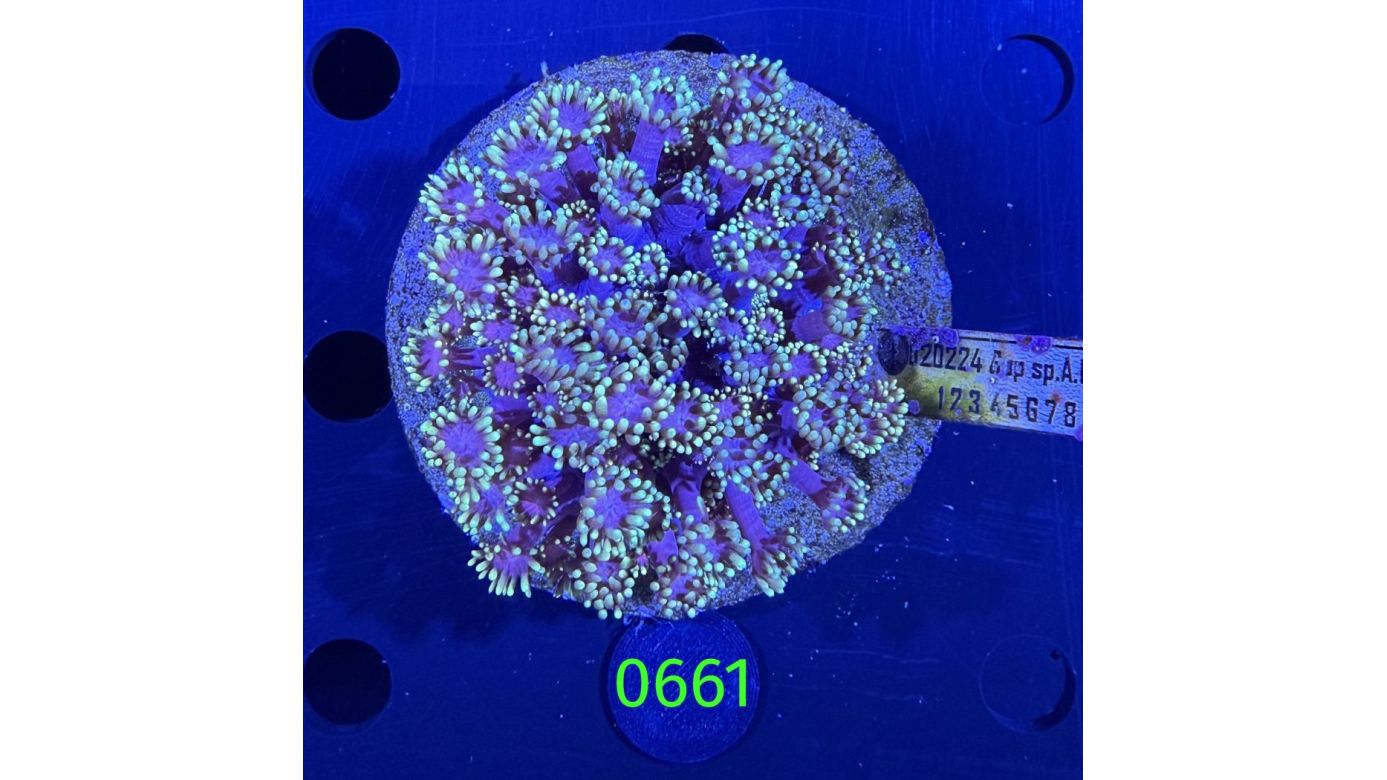 Goniopora sp. WYSIWYG 0661