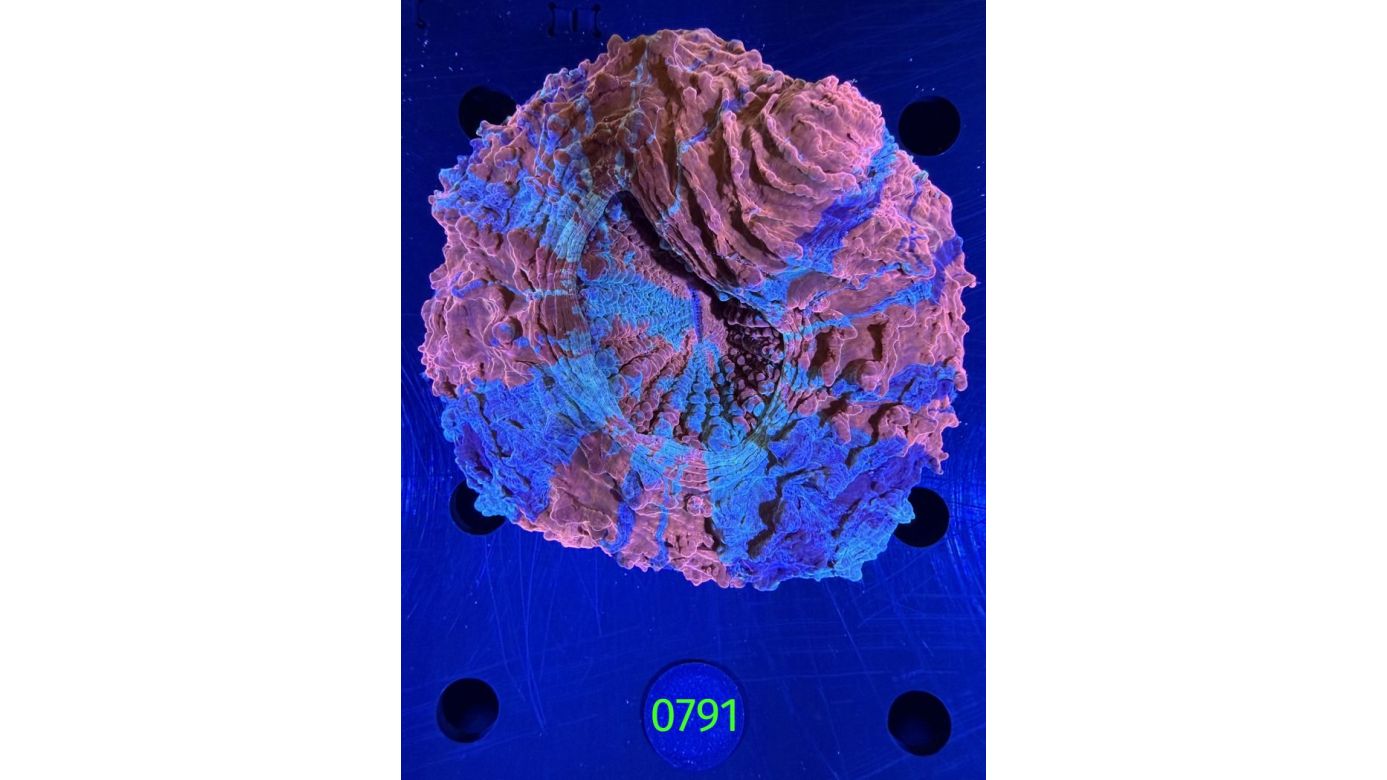 Acanthopyhllia deshayesiana WYSIWYG 0791