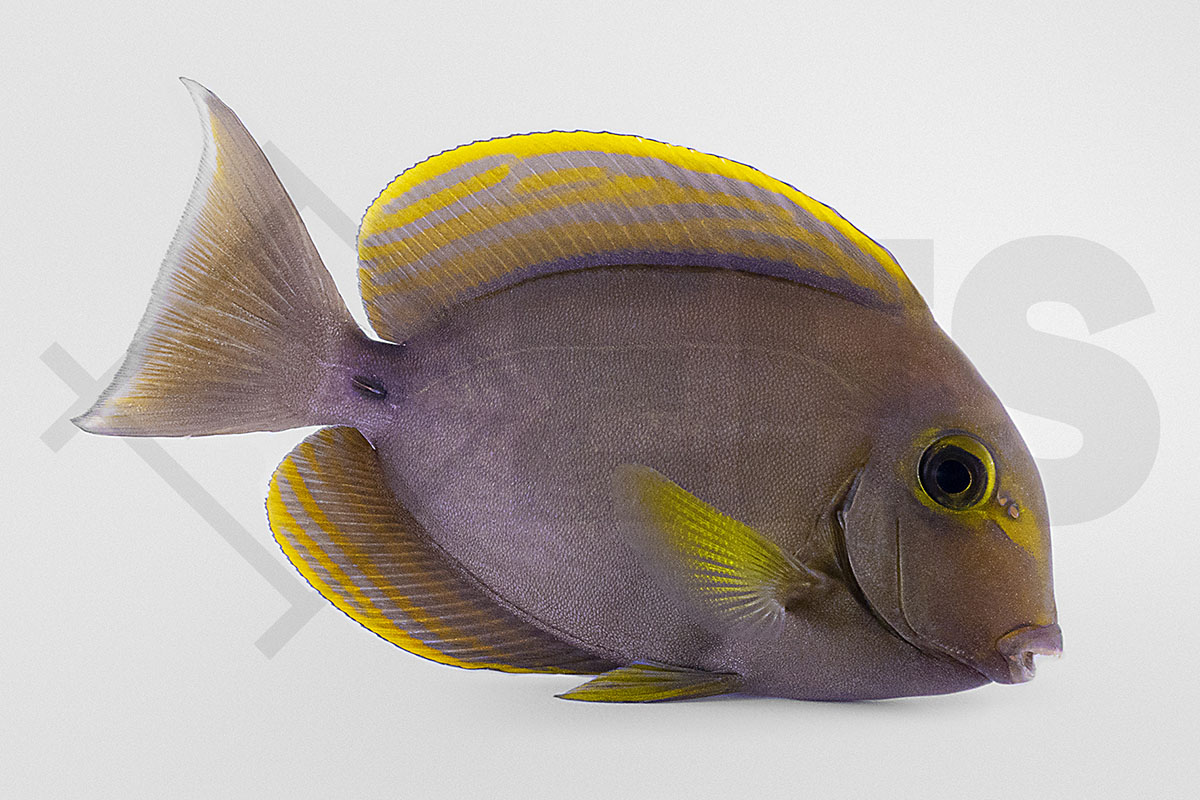 Acanthurus xanthopterus - Gelbmasken Doktorfisch