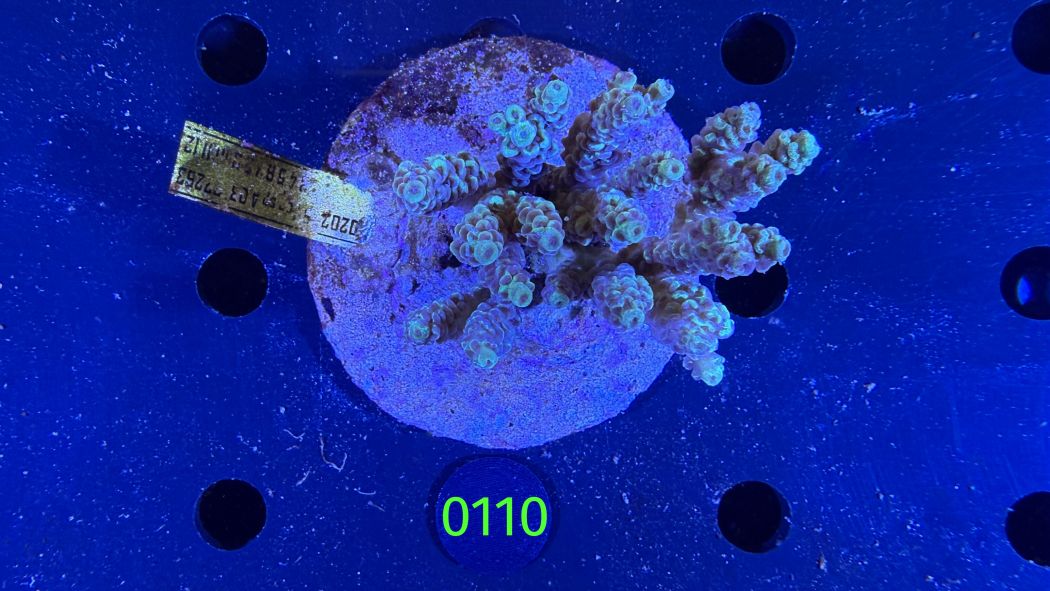 Acropora sp. WYSIWYG 0110