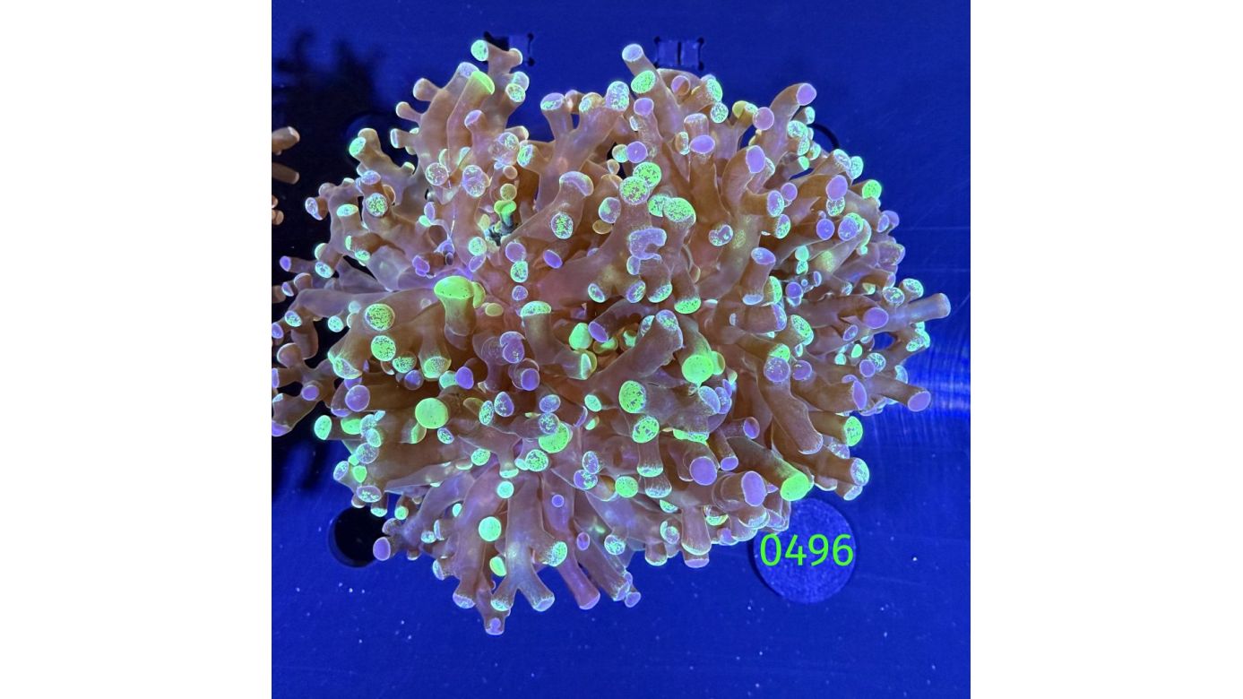 Euphyllia paradivisa - Froschlaichkoralle "two tone" 2 Köpfe Deutsche Nachzucht 0496