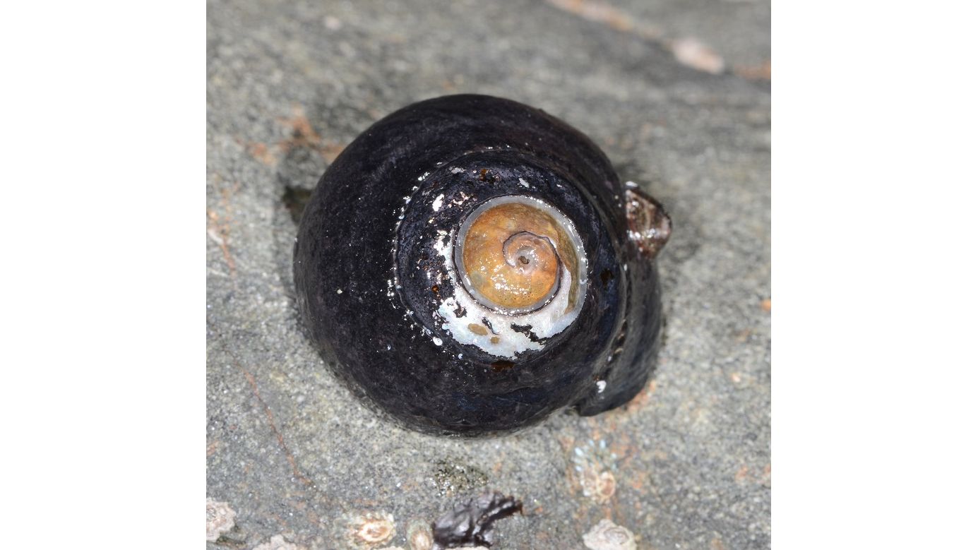 Tegula funebralis - Schwarze Turban Schnecke