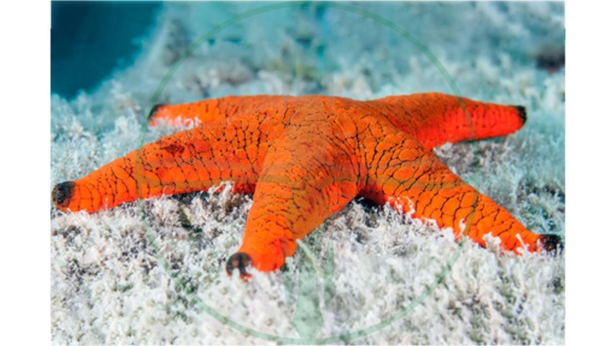 Fromia Elegans - Schwarzspitzen Seestern Rot