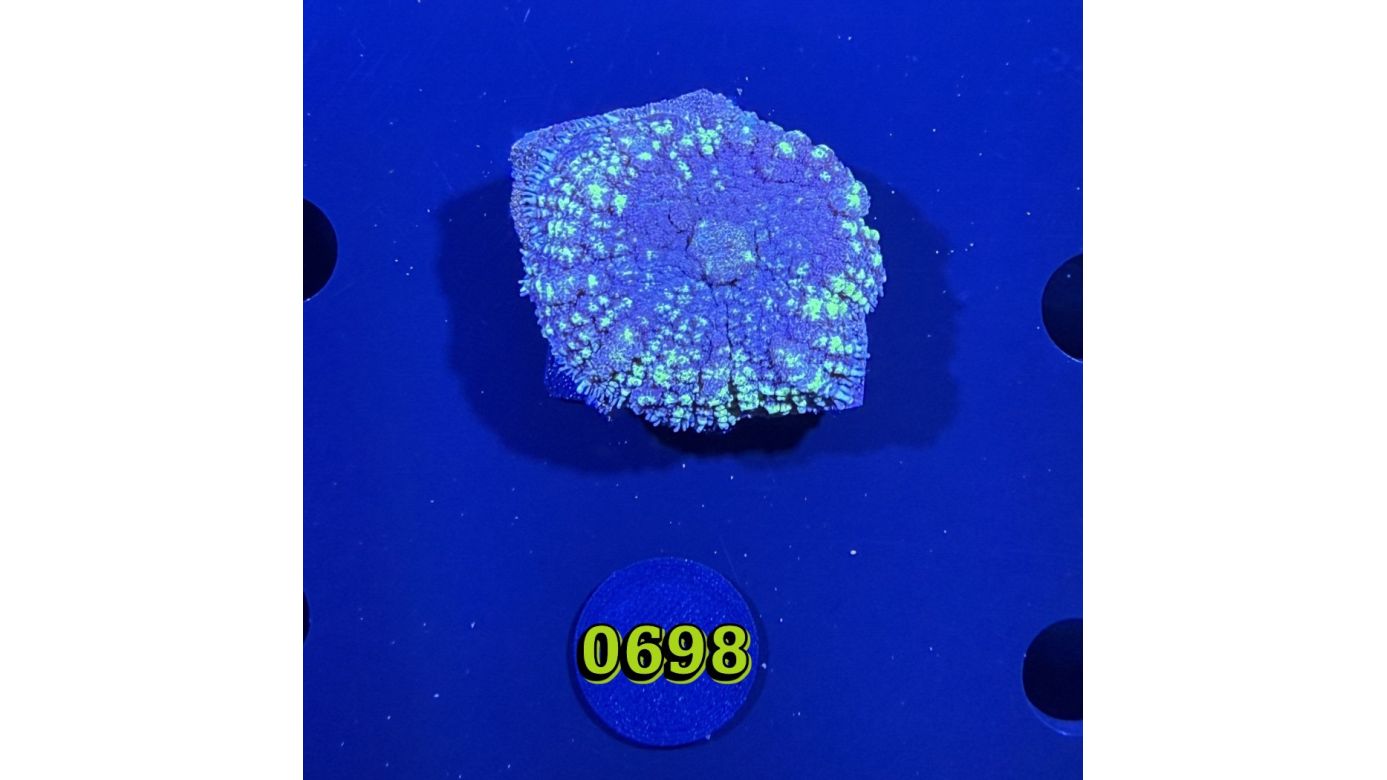 Rhodactis sp. - Scheibenanemone  0698