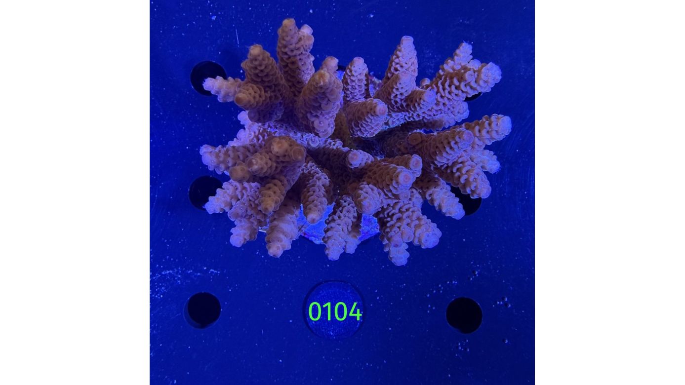 Acropora sp. WYSIWYG 0104