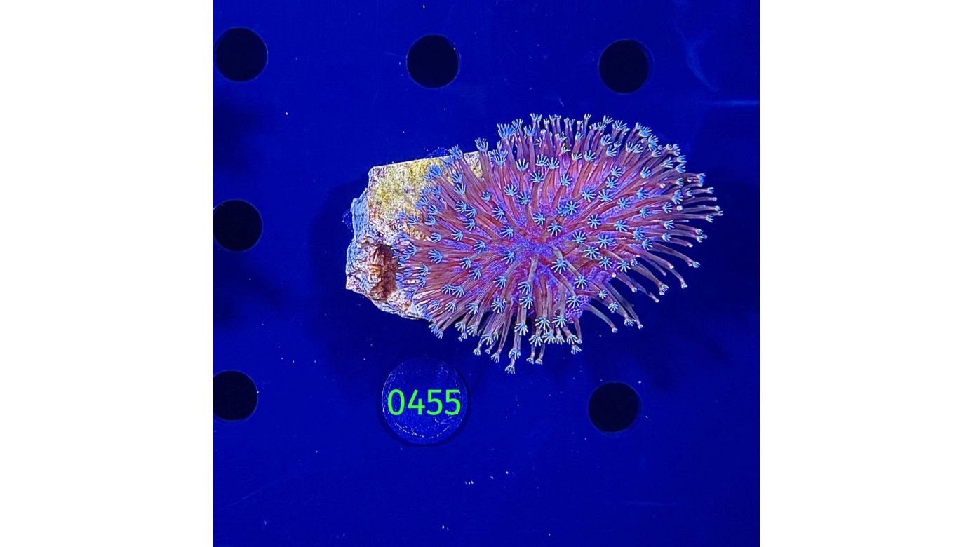 Sacrophyton sp. - Pilzlederkoralle PPNZ 0455