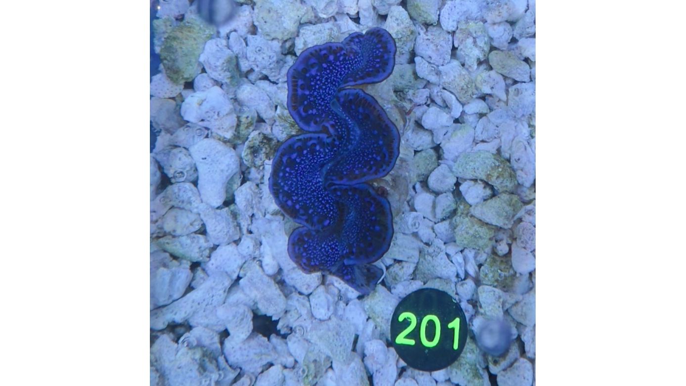 Tridacna maxima Muschel lila/blau 4-5cm 0201