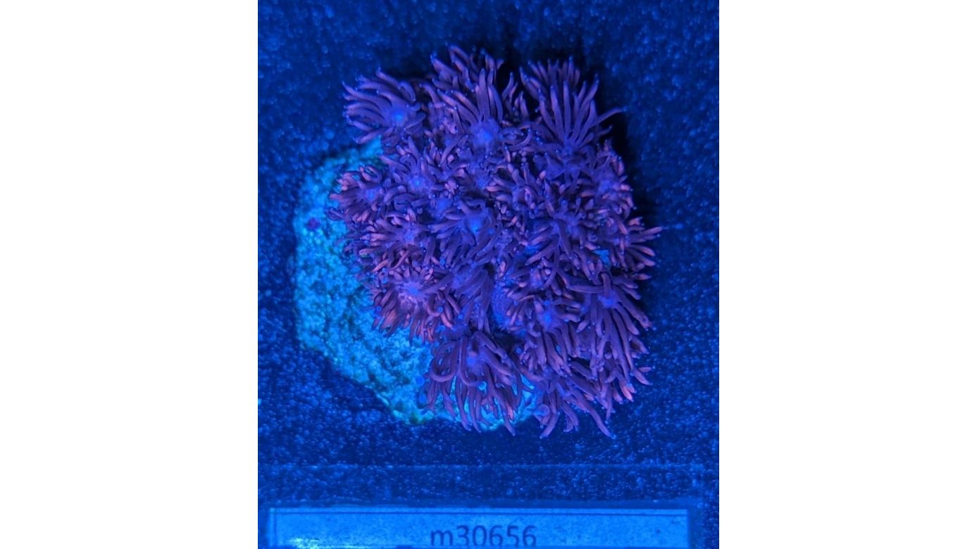 Goniopora sp. - Margeritenkoralle Dunkelrot Deutsche Nachzucht 0004