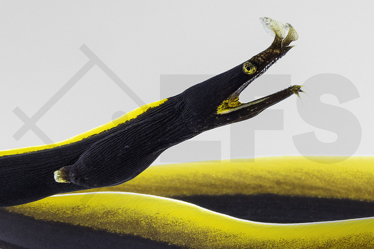 Rhinomuraena quaesita - Nasen-Muräne "schwarz" 25-30 cm