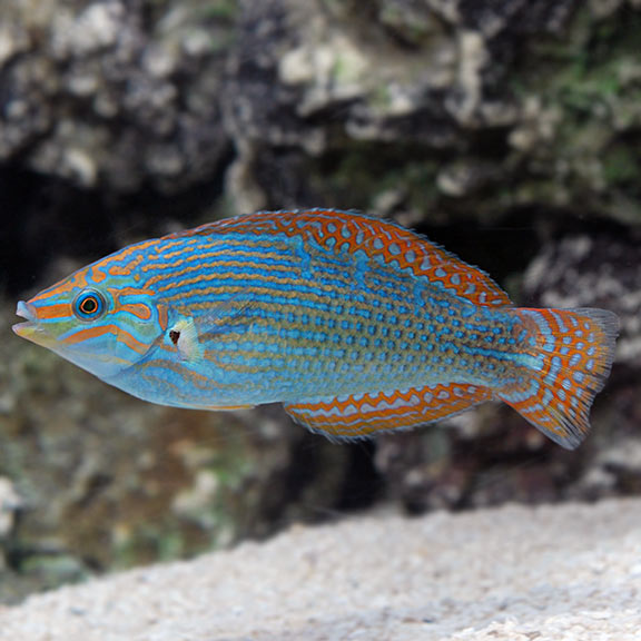 Platyglossus chrysotaenia - Vroliks Junker