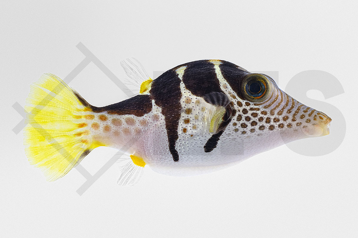 Canthigaster valentini - Sattel-Spitzkopfkugelfisch