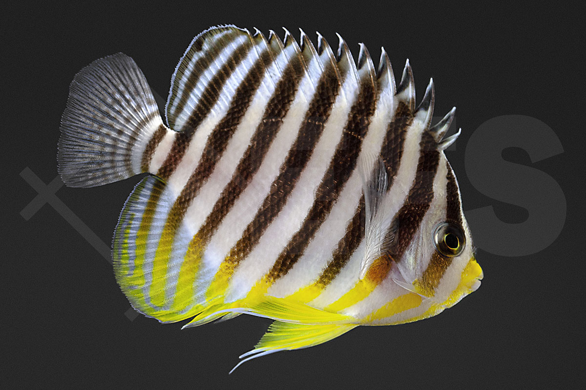 Paracentropyge multifasciata - Zebra-Zwergkaiserfisch