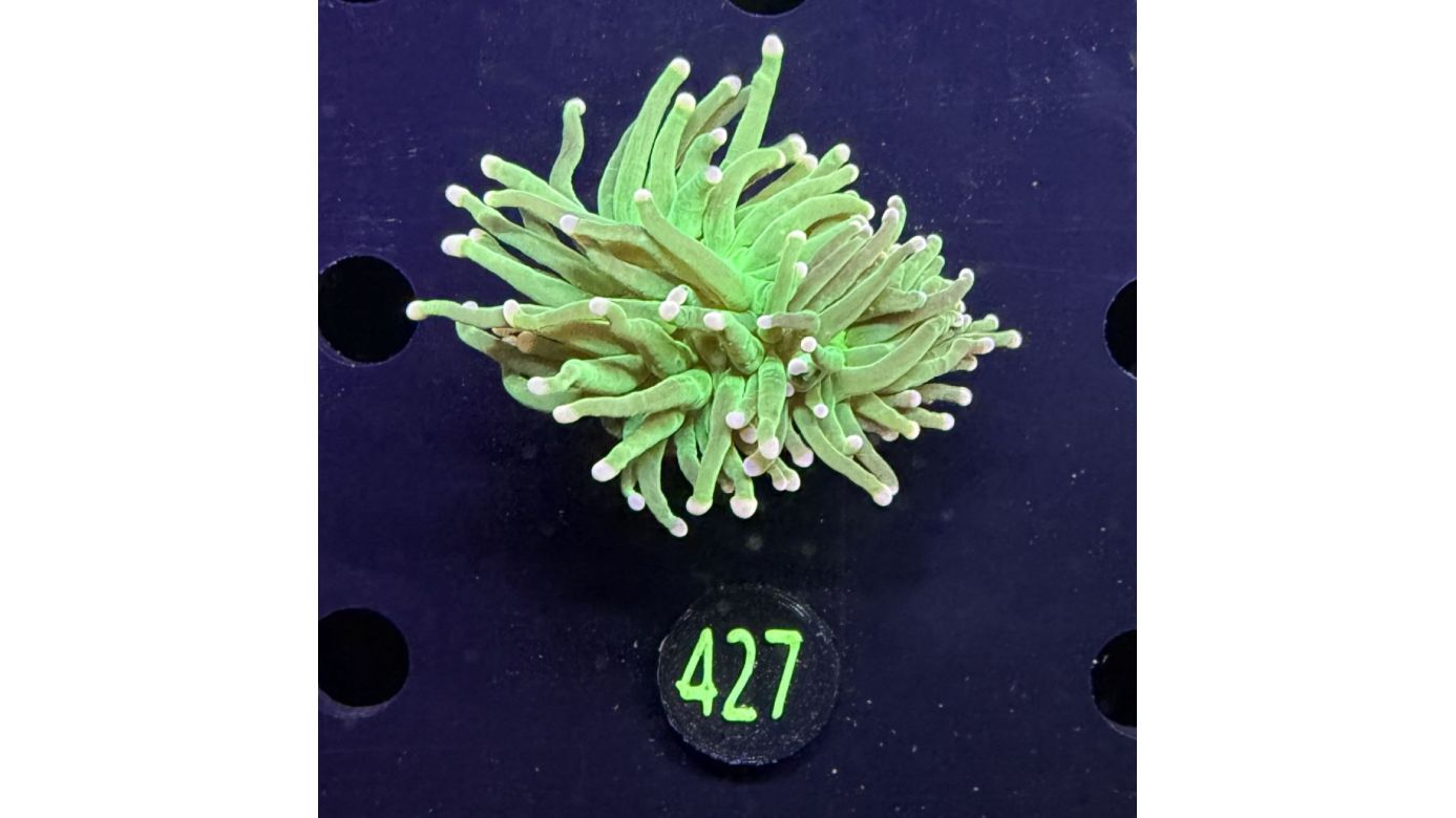 Euphyllia glabrescens - Fackelkoralle Torch "Cotton candy" 1 Kopf 0427