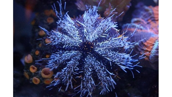 Tripneustes spec. - Weißspitzen Pfaffenhut Seeigel