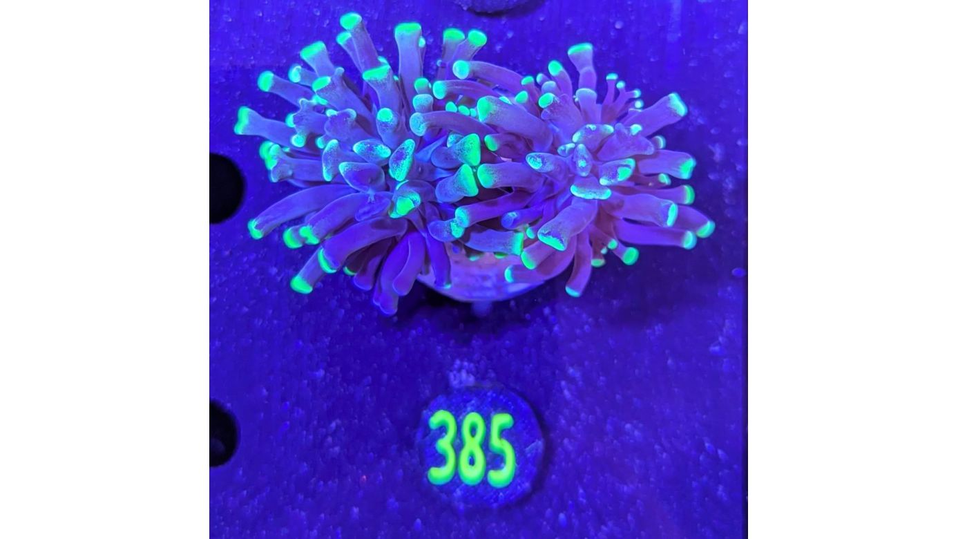 Euphyllia paraancora 2 Kopf "Two Tone" - Deutsche Nachzucht 0385