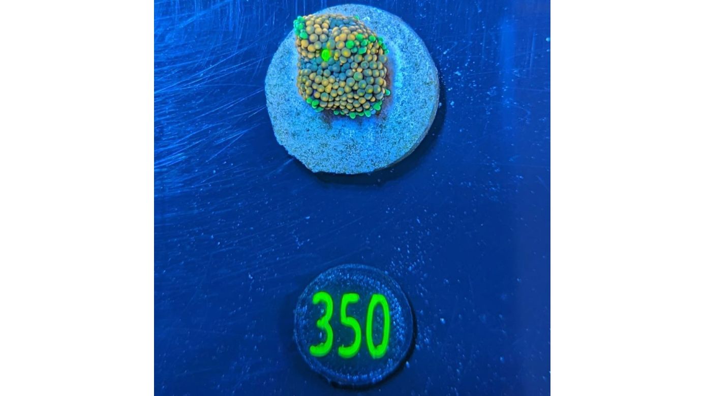 Ricordea Florida - Scheibenanemone multicolor PlanktonPlus Nachzucht 0350