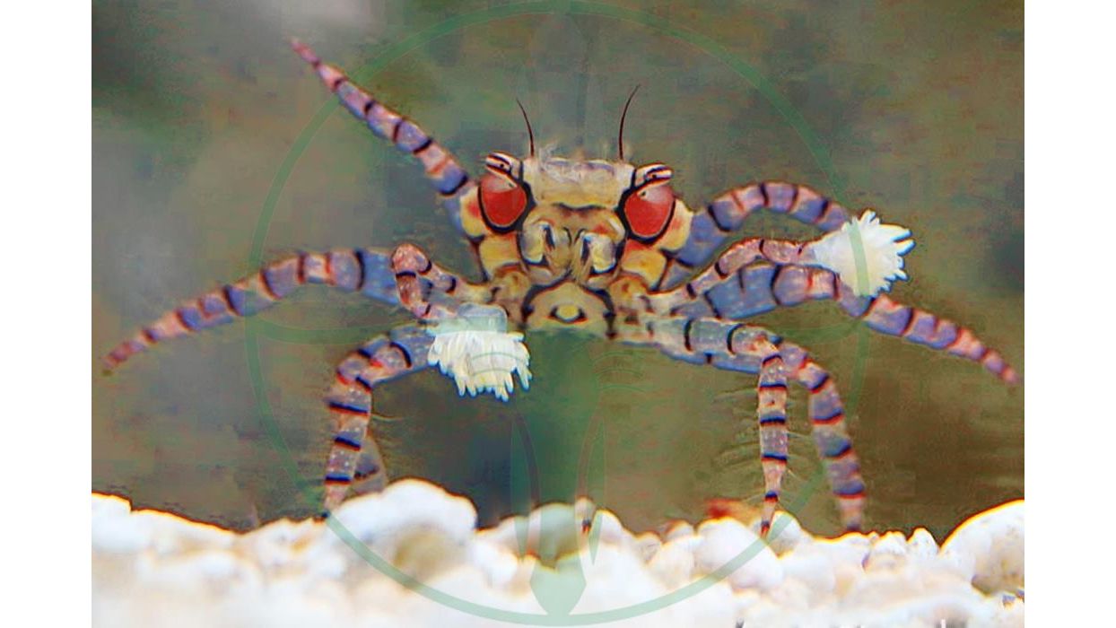 Lybia tesselata - Boxerkrabbe