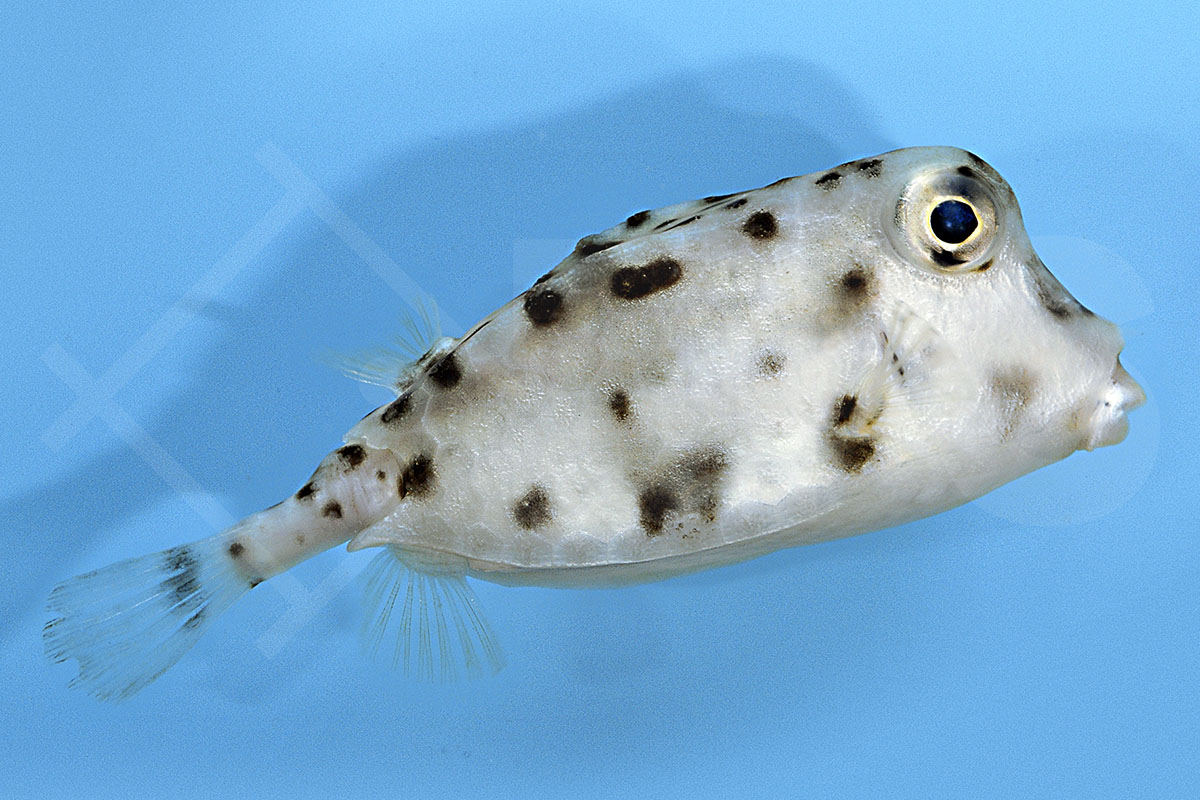 Rynchostracion nasus - Kurzschnäutziger Kofferfisch