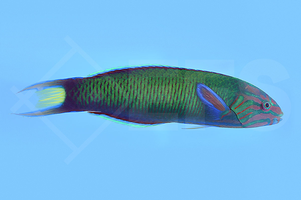 Thalassoma lunare - Mondsichel Lippfisch