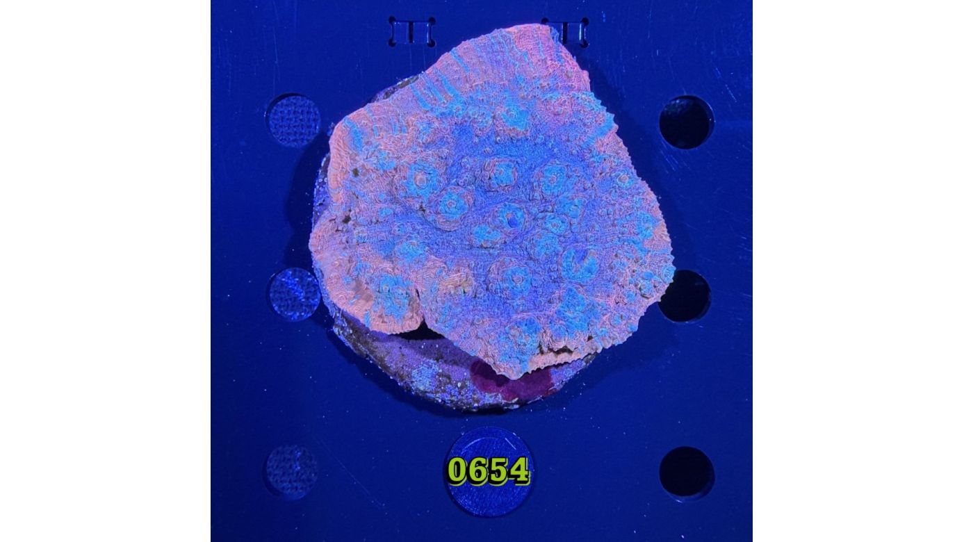 Echinophyllia/Chalice WYSIWYG 0654