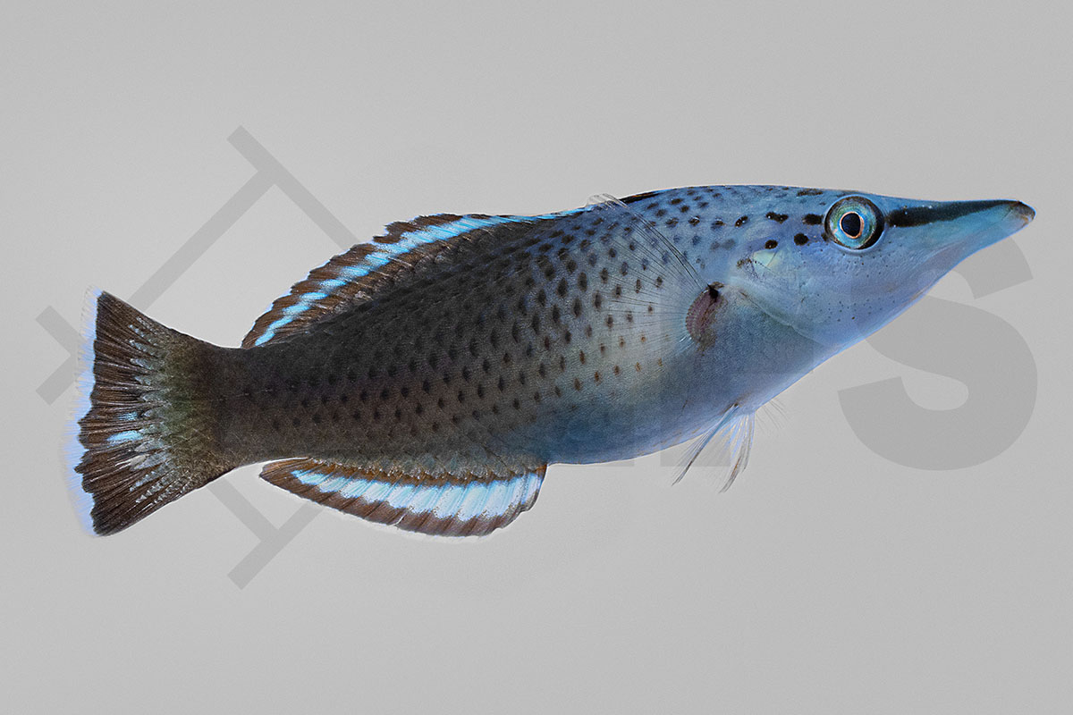 Gomphosus varius - Langnasen Lippfisch