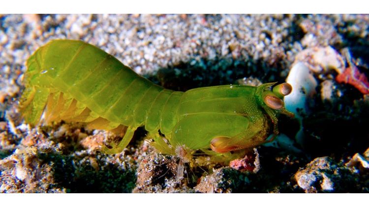 Gonodactylellus Viridis - Fangschreckenkrebs