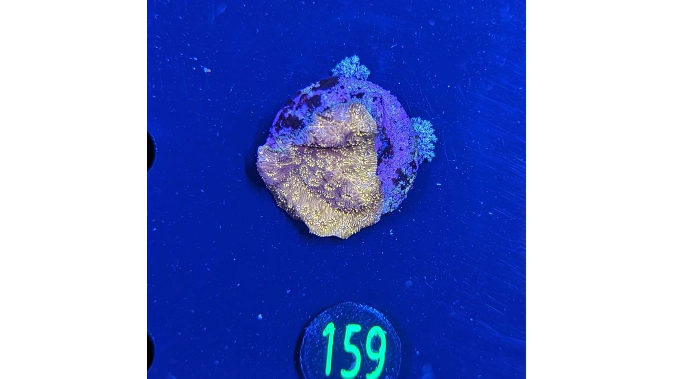 Pavona maldivensis - Großpolypige Steinkoralle Gold/Orange Deutsche Nachzucht 0159