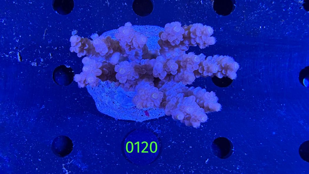 Acropora sp. WYSIWYG 0120